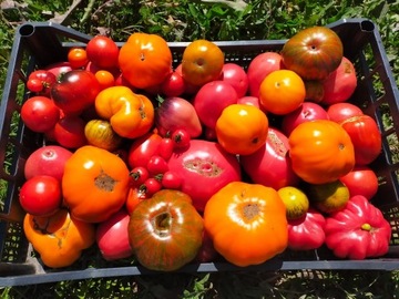 Sadzonki pomidorów papryki warzyw ciekawe odmiany