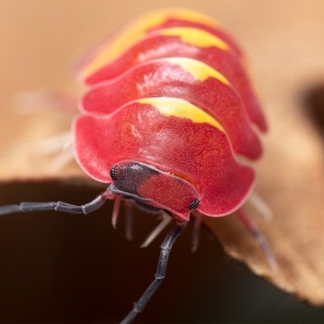 Merulanella sp. Scarlet Isopody Warszawa