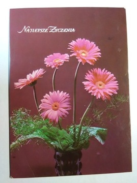 Kwiaty rośliny gerbera fot. Chmielewski 1978 r.