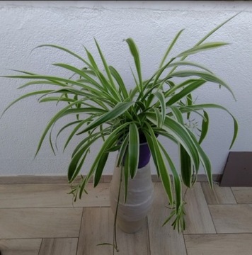 zielistka - średnica 60cm