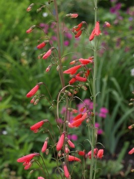 Penstemon barbatus coscineus czerwony 20 n/23