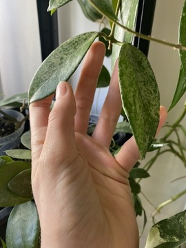 Hoya pubicalyx super silver hoja
