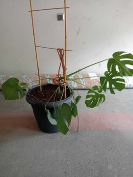 Monstera dziurawa