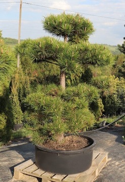 SOSNA Pinus nigra NIWAK  Bonsai 180cm+
