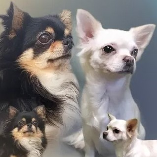 Chihuahua długowłosa piesek Syriusz long hair