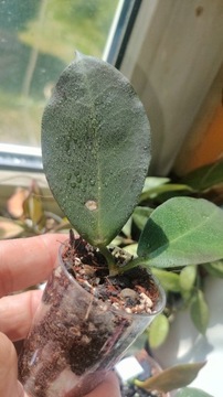 Hoya  ischnopus rzadko oferowana 