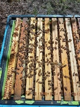 Rodziny Pszczele , pszczoły