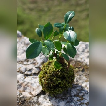 Kokedama - bonsai