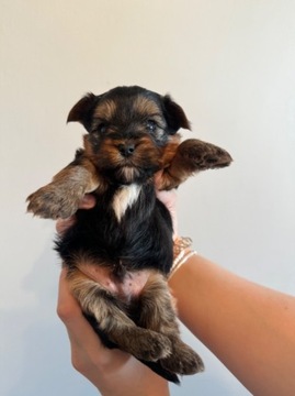 Yorkshire terrier Szczeniaczki Słodziaczki