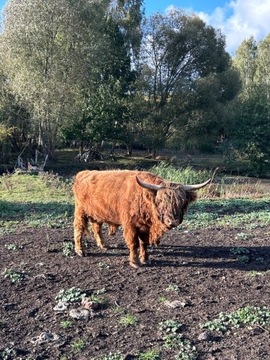 Bydło Highland Cattle