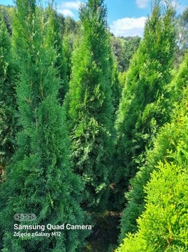 Tuja Szmaragd 240-260cm. Thuja na żywopłot.