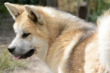 Akita inu-akita japońska fantastyczny pies FCI