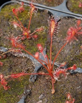 Rosiczka affinis (nasiona)