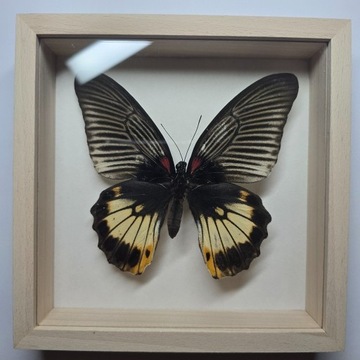 Motyl w gablotce Papilio Memnon