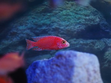 Aulonocara Fire Fish pyszczaki Malawi World