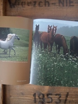 Araby. Album ze zdjęciami koni.