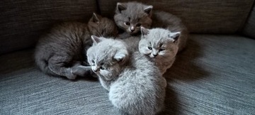 Kocięta brytyjskie kotki po rodowodowych rodzicach