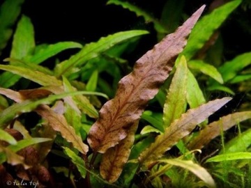 Cryptocoryne undulata Zwartka falista z wody