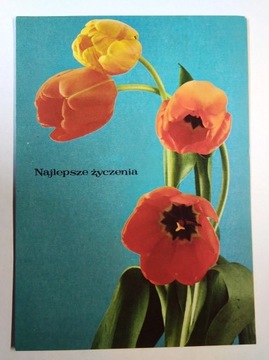 Kwiaty rośliny tulipany fot. Musiał KAW 1982