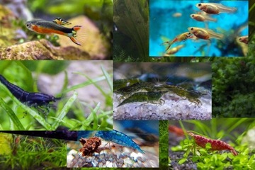 Superkolorowy zestaw do 50l rybki krewetki rośliny