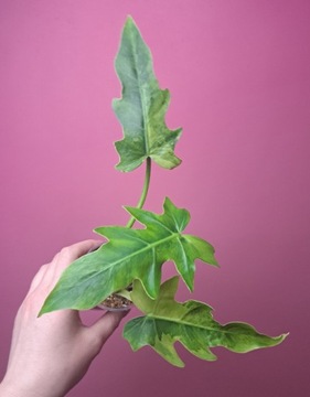 Philodendron radiatum Variegata 