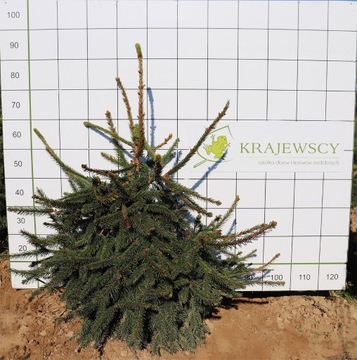 Świerk pospolity Picea abies ,Acrocona’ 80 cm