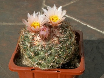 Pediocactus simpsonii ssp. bensoni MG #1154.27