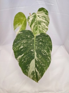 Piękna Monstera Variegata ok 30 cm 