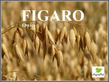 Owies FIGARO - Wysoki Plon Odporność Na Suszę