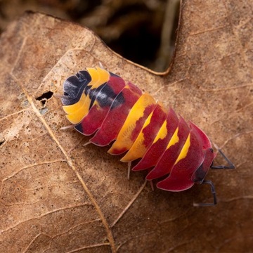 Merulanella sp. Scarlet Isopody Warszawa