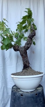 Winorośl bonsai winogron 