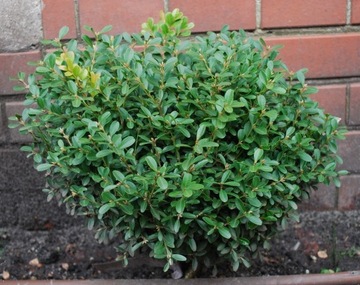 Bukszpan wieczniezielony 'Globosa' Buxus 040