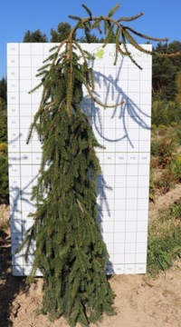 Świerk pospolity Picea abies Inversa 200 cm+