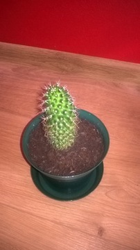 Kaktus               