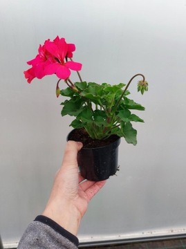 Pelargonia caliope - Róż- niepełna NOWOŚĆ 