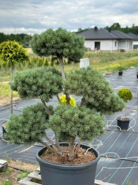 Bonsai z Sosny - Pinus sylvestris 'Watereri'