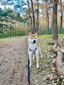 Shiba odchowana 