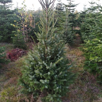 Świerk Serbski (Picea Omorica) w donicy 30 zł 