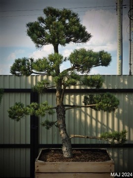 Drzewko Bonsai niwaki Sosna Mugo 200cm