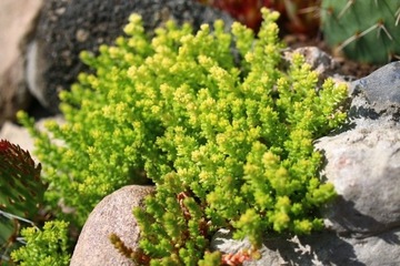 Rozchodnik ostry 'Yellow Queen' Sedum acre żółty