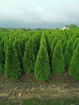 Tuja szmaragd 180-200cm tuje szmaragdowe thuja 