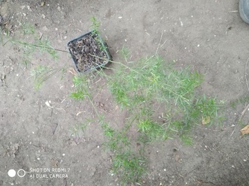 Asparagus sprengeri nr 1 wys. 40 cm