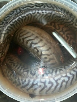 Makrela malosolna 0.6 kg 
