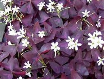 Szczawik trójkątny oxalis triangularis 10 sztuk