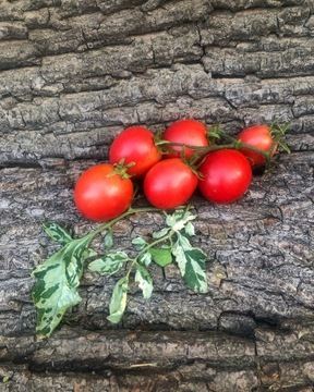 SHIMOFURI  ( Ampeltomate   Pomidor Kolekcjonerski 