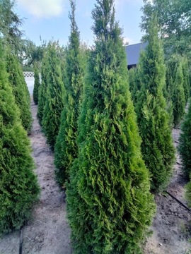 Thuja Szmaragd 180-220 cm