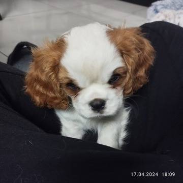 Sprzedam szczeniaka King Charles Spaniel Cavalier