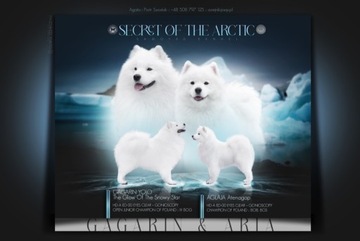 Samoyed szczeniak FCI ZKWP