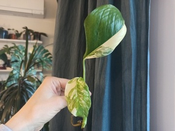 Monstera Lechleriana Variegata szczyt