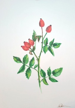 Akwarela obrazek dzika róża 